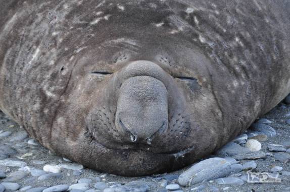 Elefante marinho tira uma soneca em St Andrews Bay, na Geórgia do Sul